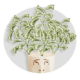 findependent Blogartikel Banner "Das kleine 1 mal 1 der Börsenpsychologie"